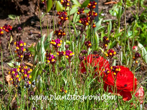 Linaria Crown of Jewels (Linaria reticulata) 
All images were taken on May 3.